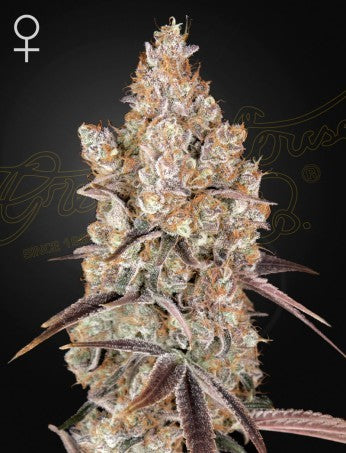Holy Snow Fem X3 - Green House