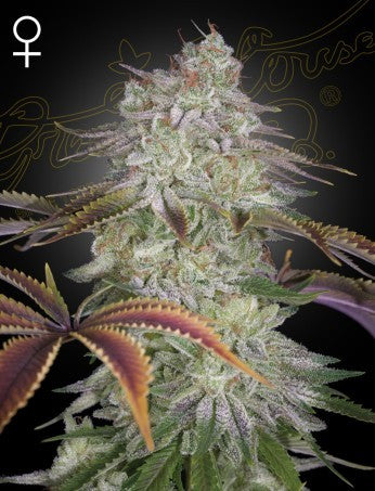 Alien Z Fem X3 - Green House