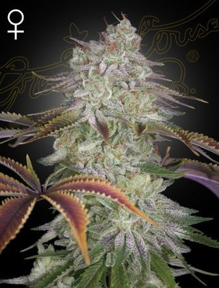 Alien Z Fem X3 - Green House