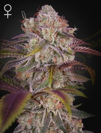Gran Jefa Fem X3 - Green House