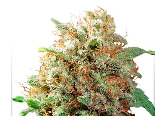 Mazar Fem X100 - Dutch Passion