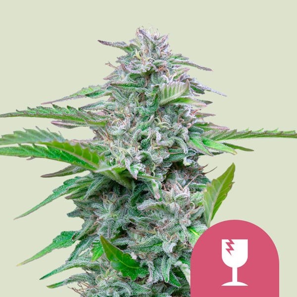 Critical Fem X100 - Royal Queen Seeds