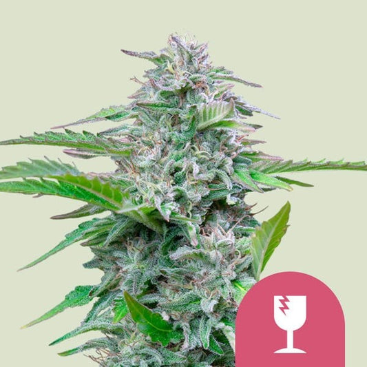 Critical Fem X100 - Royal Queen Seeds