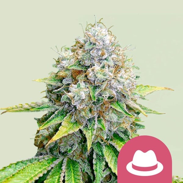 O.g. Kush Fem X100 - Royal Queen Seeds