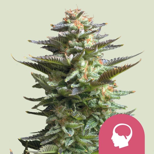 Amnesia Haze Fem X100 - Royal Queen Seeds