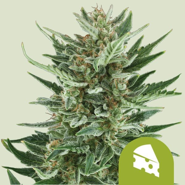 Royal Cheese Auto X10 - Royal Queen Seeds