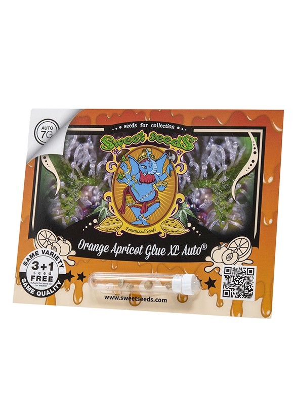 Orange Apricot Glue Xl Auto X25 - Sweet Seeds