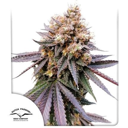 Gmo Fast X3 - Dutch Passion