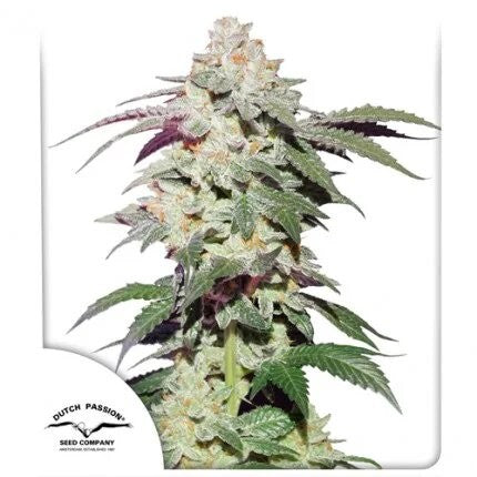 Skywalker Haze Fem X25 - Dutch Passion