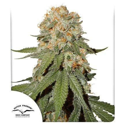 Orange Bud Fem X25 - Dutch Passion