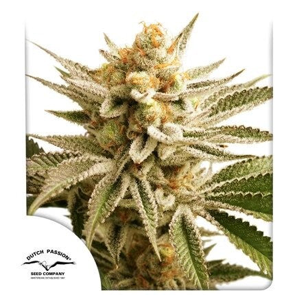 Lemon Z Fem X25 - Dutch Passion