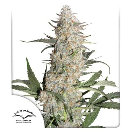Critical Orange Punch Fem X25 - Dutch Passion