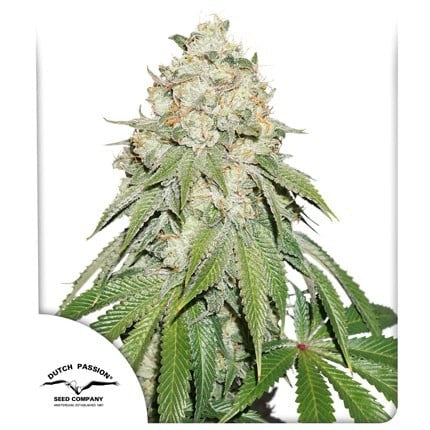 Banana Blaze Fem X25 - Dutch Passion
