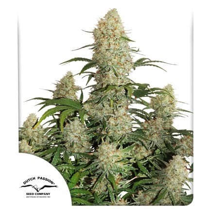 Critical Orange Punch Auto X25 - Dutch Passion