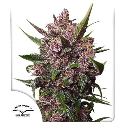 Blackberry Kush Auto X25 - Dutch Passion