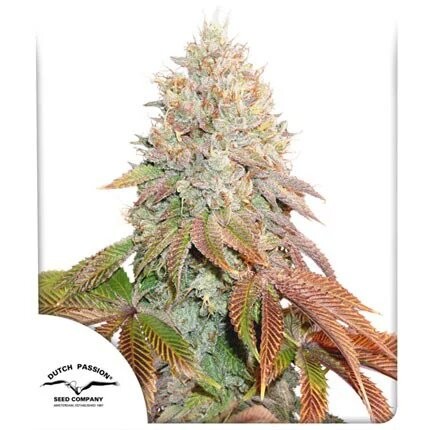 Banana Blaze Auto X25 - Dutch Passion