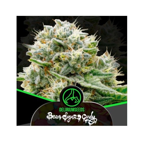 Bear Sugar Candy Fast X1 - Delirium Seeds