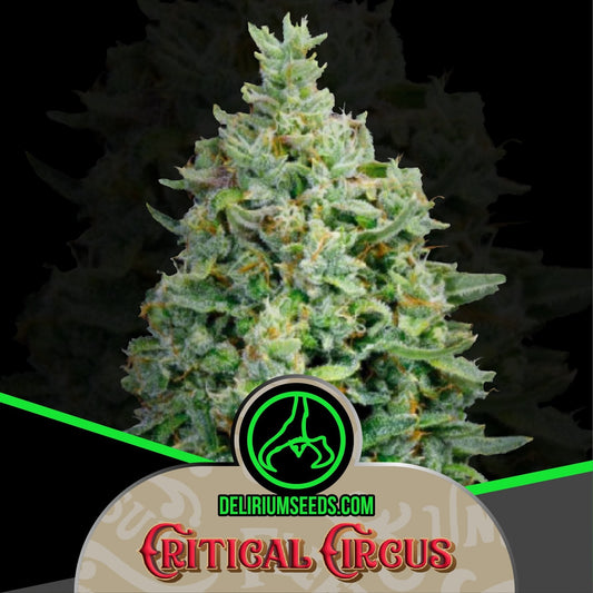 Critical Circus Auto X1 - Delirium Seeds