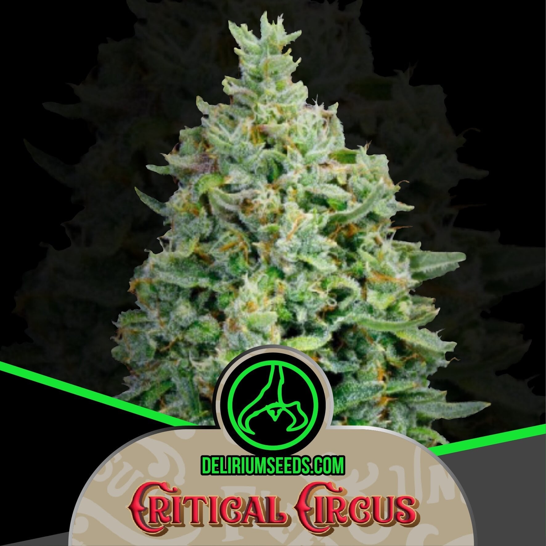 Critical Circus Auto X2 - Delirium Seeds
