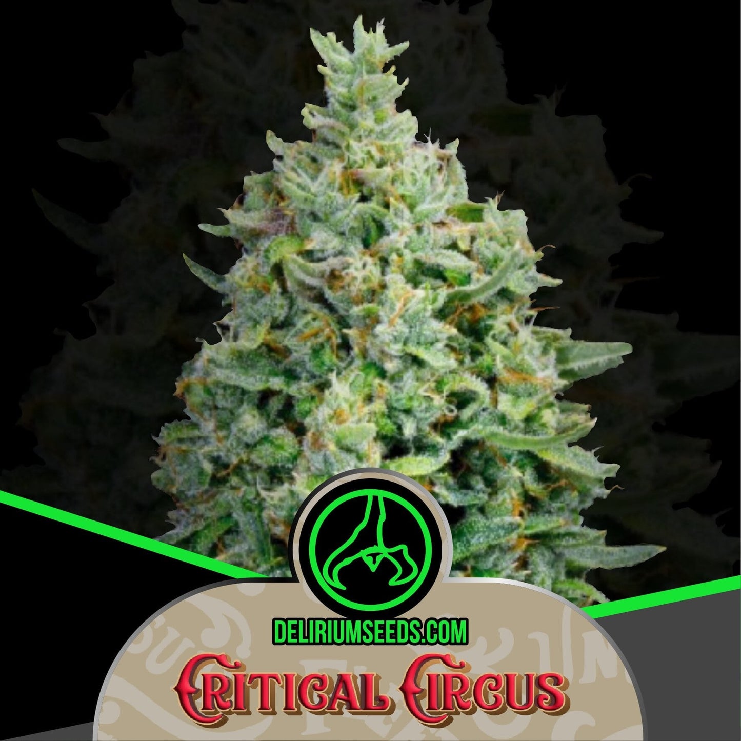 Critical Circus Fast X1 - Delirium Seeds