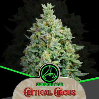 Critical Circus Fem X1 - Delirium Seeds