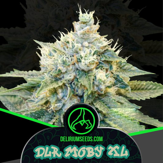 Dlr Moby Xl Fem X1 - Delirium Seeds