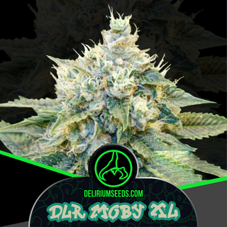 Dlr Moby Xl Fem X2 - Delirium Seeds