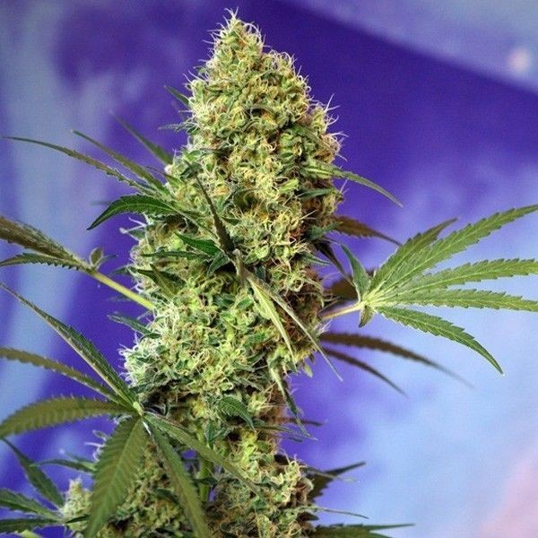 Big Devil Auto X5+2 - Sweet Seeds