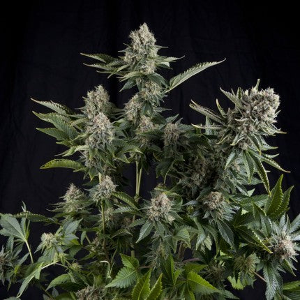 White Widow Fem X5+2 - Pyramid Seeds