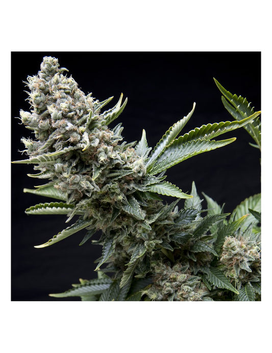New York City Fem X5+2 - Pyramid Seeds