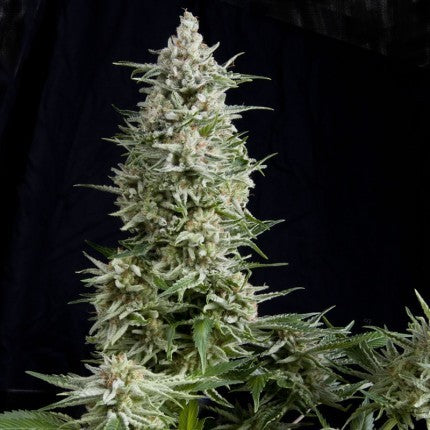 Amnesia Gold Fem X5+2 - Pyramid Seeds