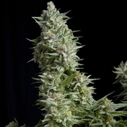 Alpujarreña Fem X5+2 - Pyramid Seeds