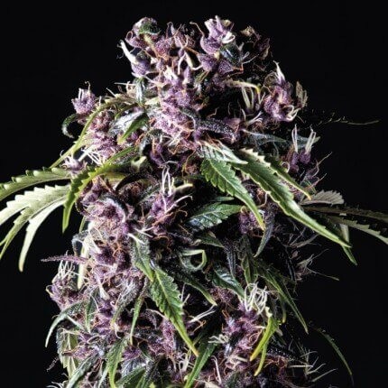 Purple Fem X5+2 - Pyramid Seeds