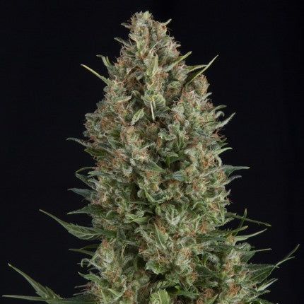 Wembley Fem X5+2 - Pyramid Seeds