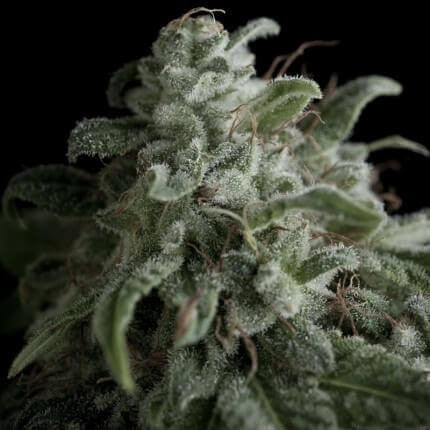 Nefertiti Fem X5+2 - Pyramid Seeds