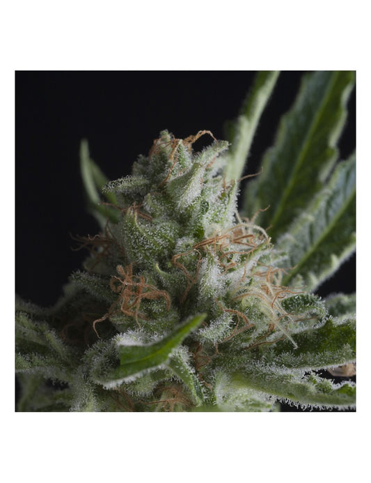 Shark Fem X5+2 - Pyramid Seeds