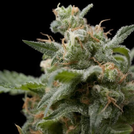 Super Hash Fem X5+2 - Pyramid Seeds