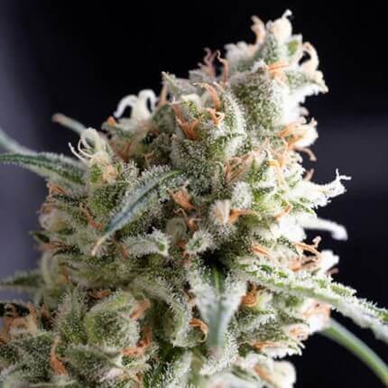 Kukulkán Fem X5+2 - Pyramid Seeds