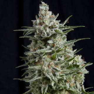 Anesthesia Fem X5+2 - Pyramid Seeds