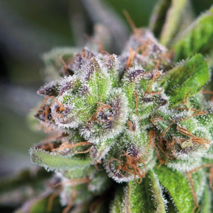 Watermelon Zkittle Fem X5+2 - Pyramid Seeds