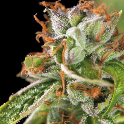 Double OG Haze Fem X5+2 - Pyramid Seeds