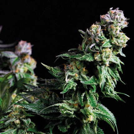 Purple Urkle Fem X5+2 - Pyramid Seeds