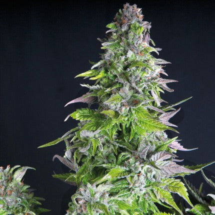 Romulan Fem X5+2 - Pyramid Seeds
