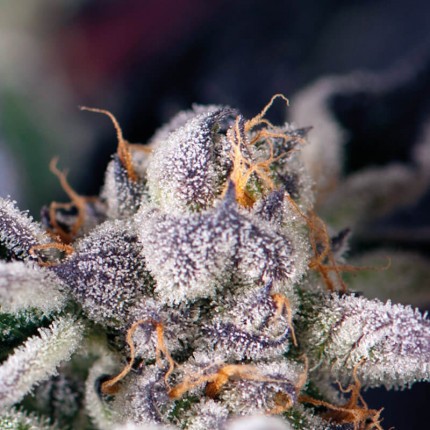 Cookies Usa Fem X5+2 - Pyramid Seeds