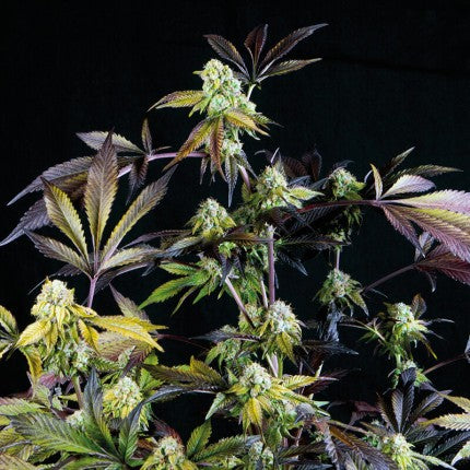 Sunset Sherbet Fem X5+2 - Pyramid Seeds