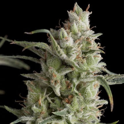 Super OG Kush Fem X5+2 - Pyramid Seeds