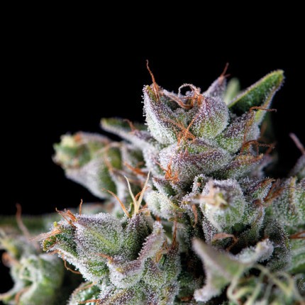 Gorila Fem X5+2 - Pyramid Seeds