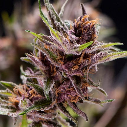 Black Cherry Punch Fem X5+2 - Pyramid Seeds