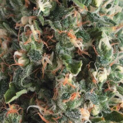 Super OG Kush Auto X5+2 - Pyramid Seeds