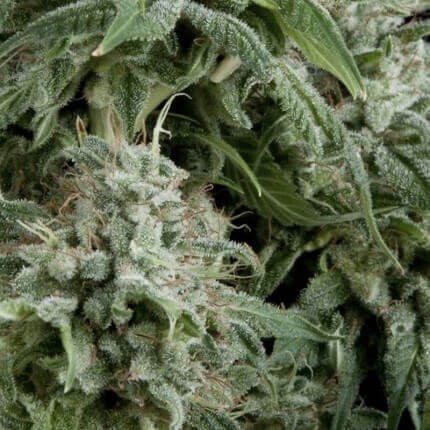 Northern Lights Auto X5+2 - Pyramid Seeds